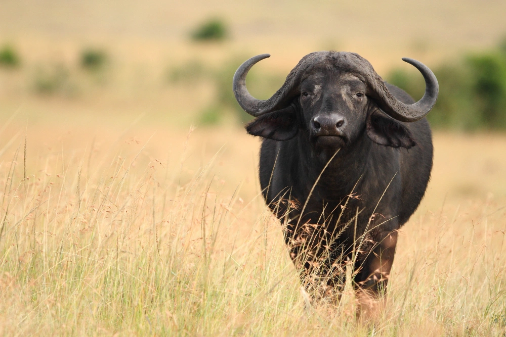 5 Days Mid-Range Safari