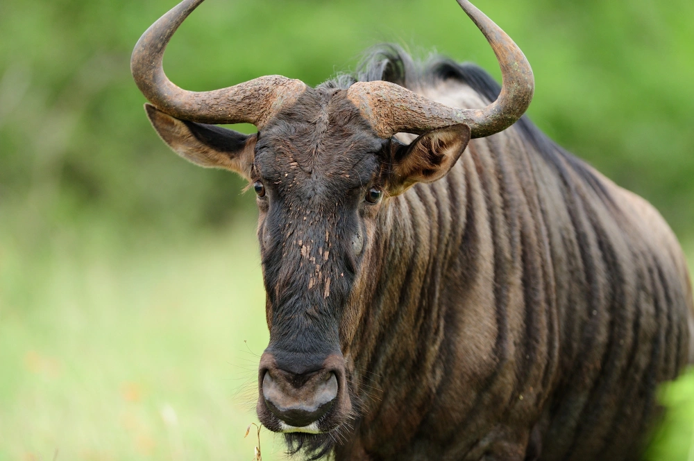 7 Days Migration Safari