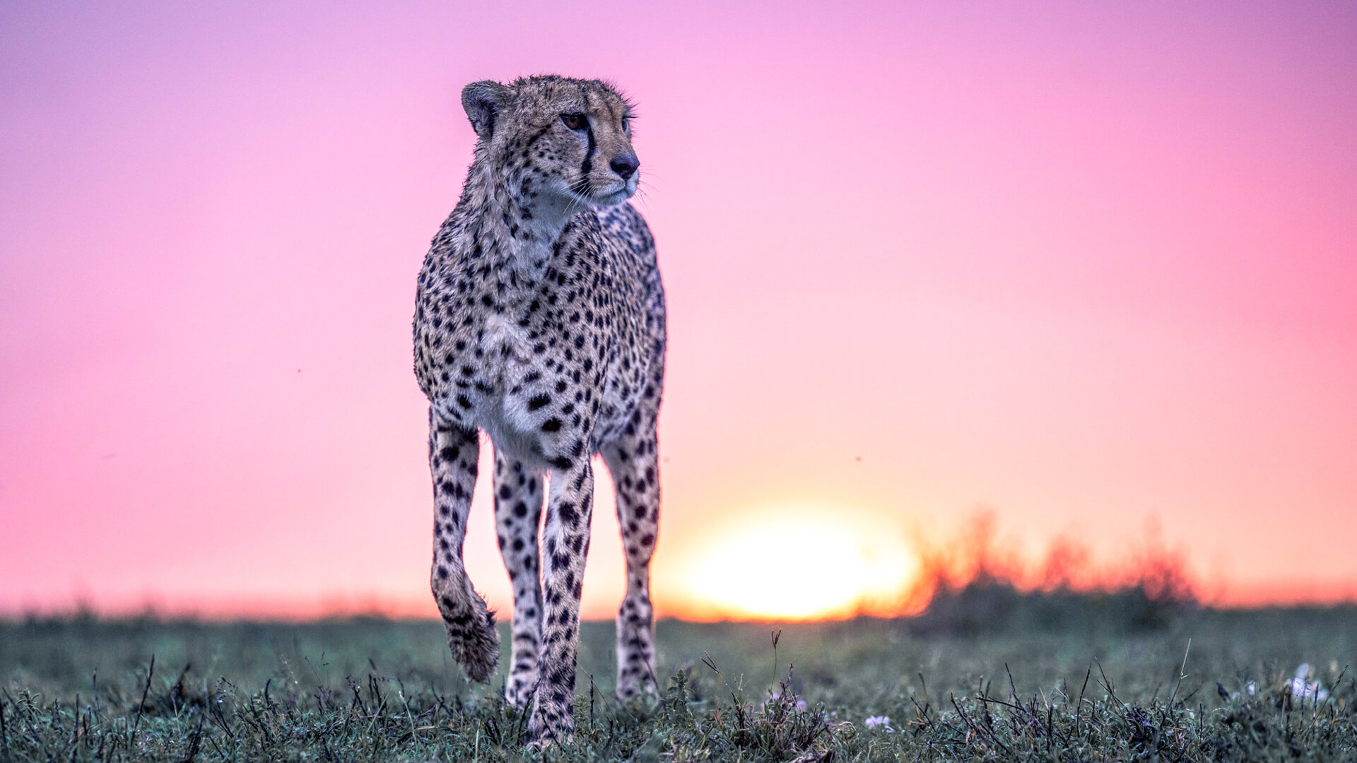 Wildlife Panorama of Serengeti