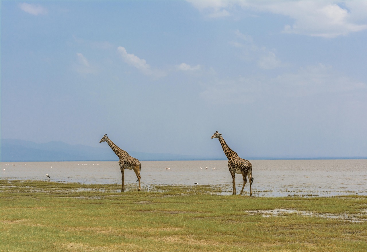 Lake Manyara Wildlife Safari