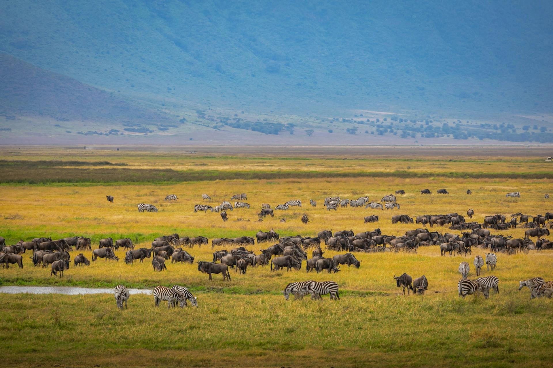 Ngorongoro Crater Wildlife View