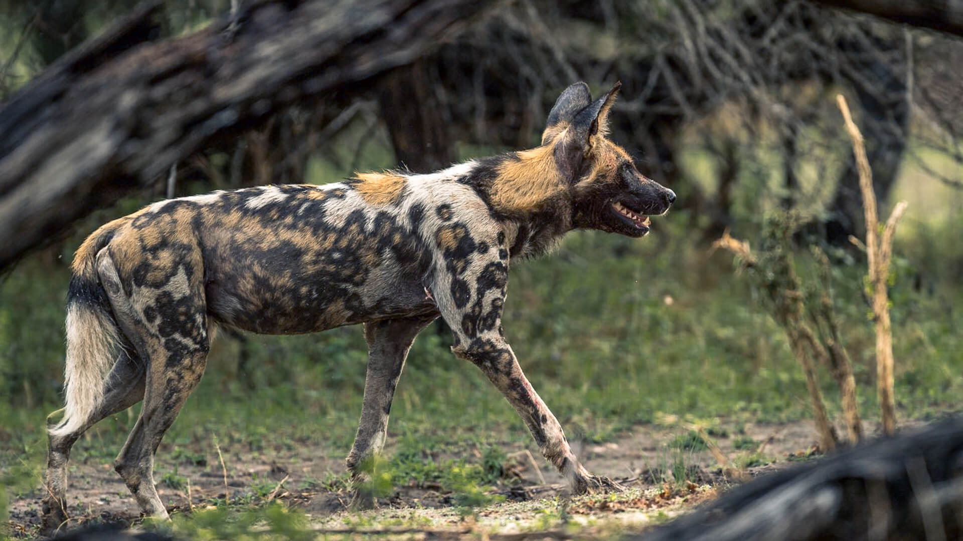 Ruaha National Park Wildlife Safari