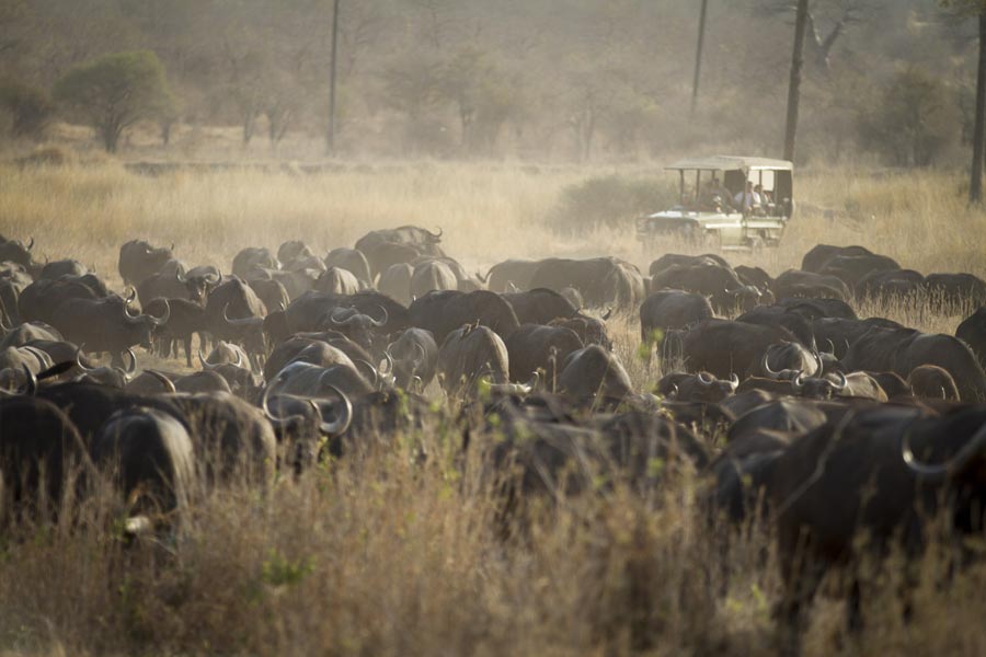 Ruaha National Park Safari