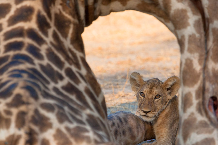 Ruaha National Park Landscape View