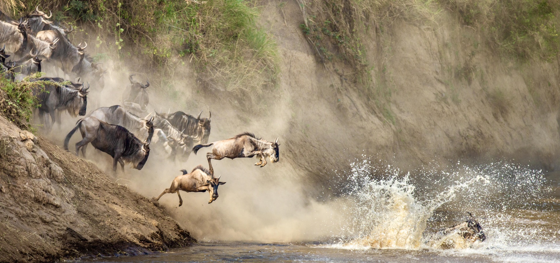 Wildebeest Migration in Serengeti
